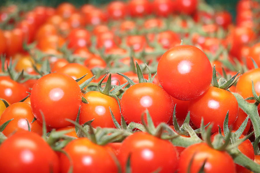 Stoffels Tomaten